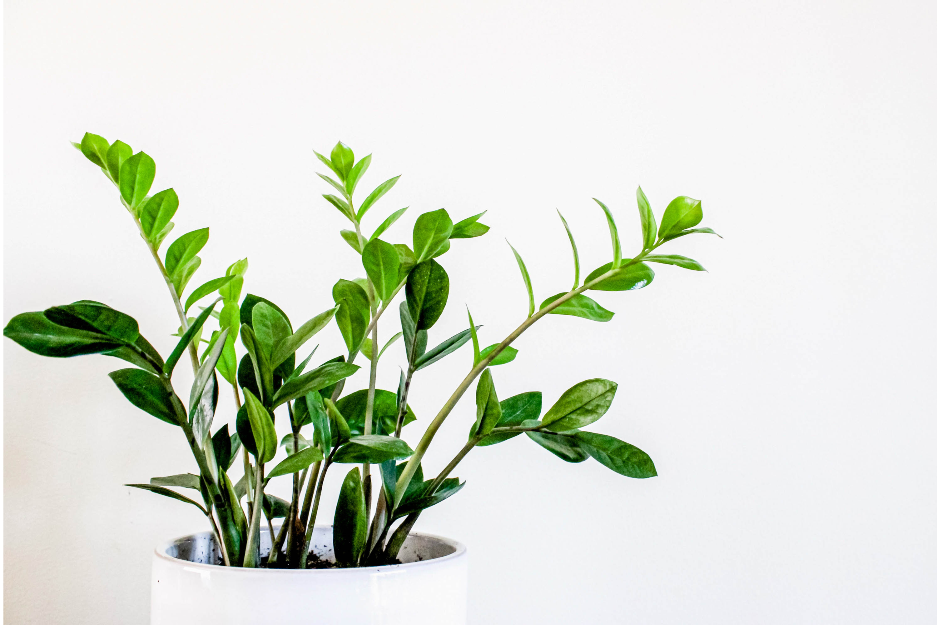 zz plants are easy to care for — what you need to know | 21oak