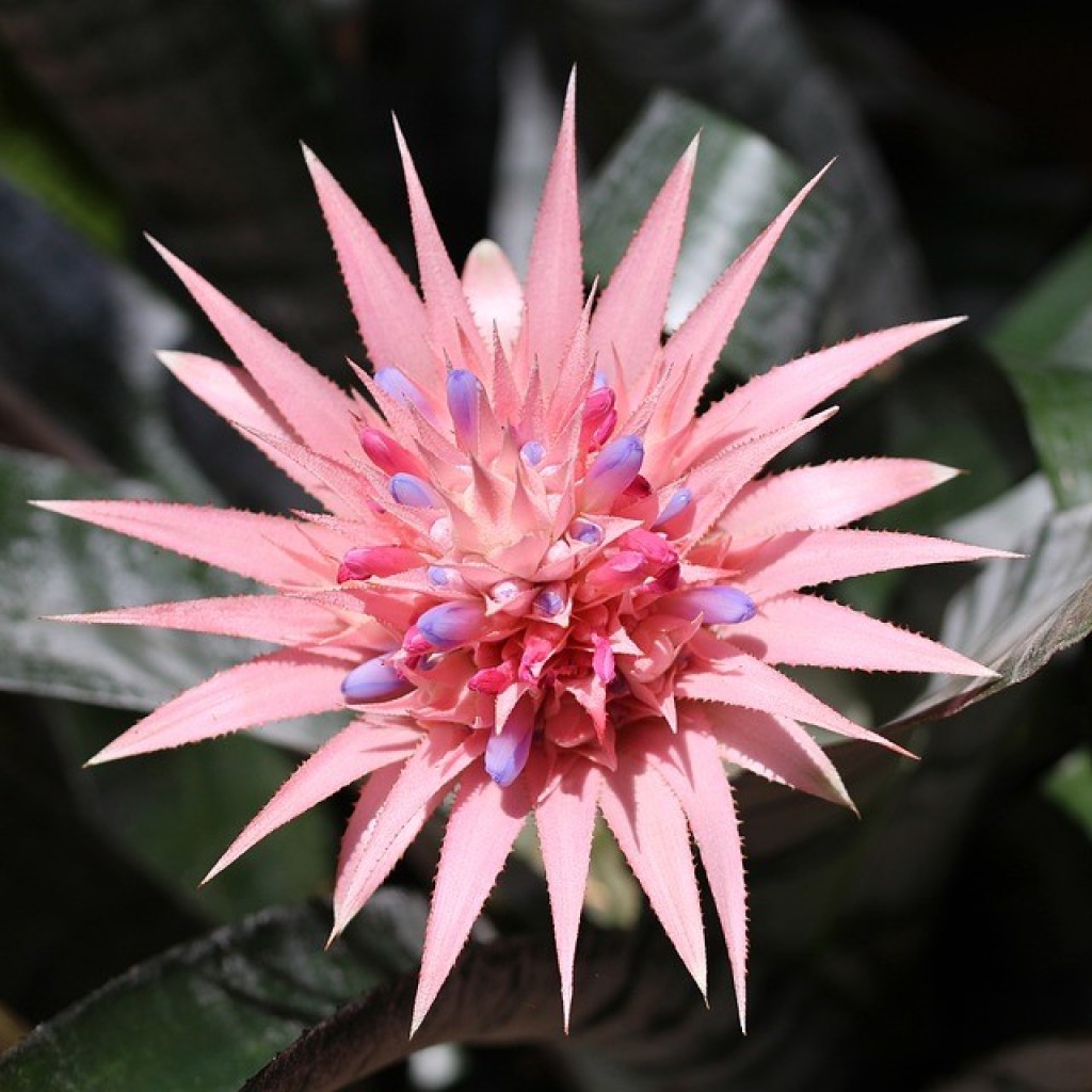 pink bromeliad