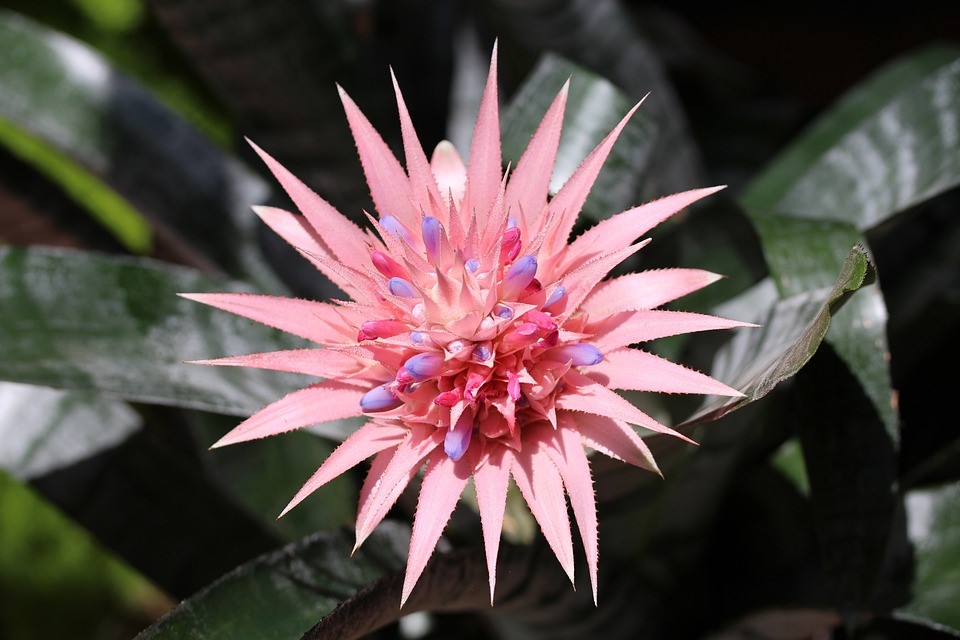 pink bromeliad