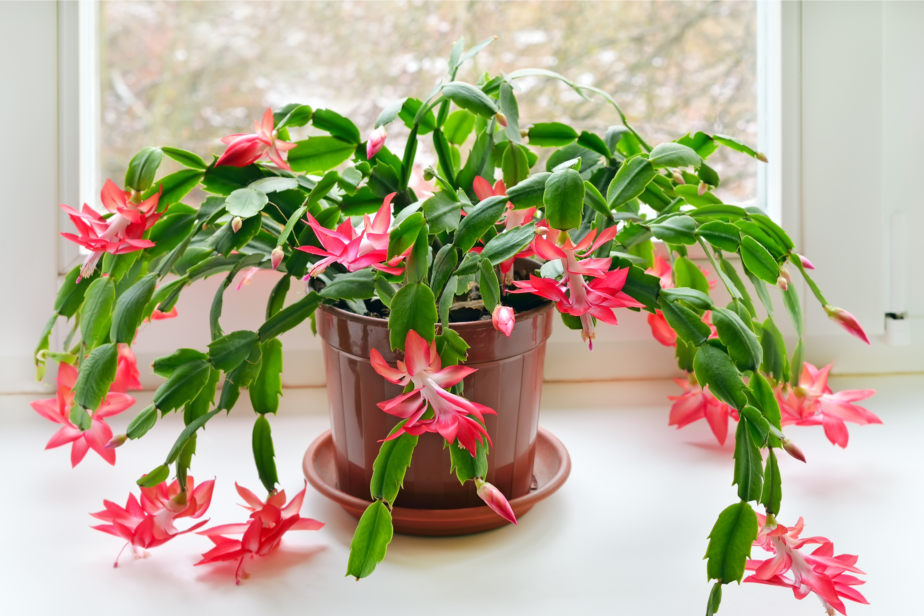 Christmas cactus with pink blooms