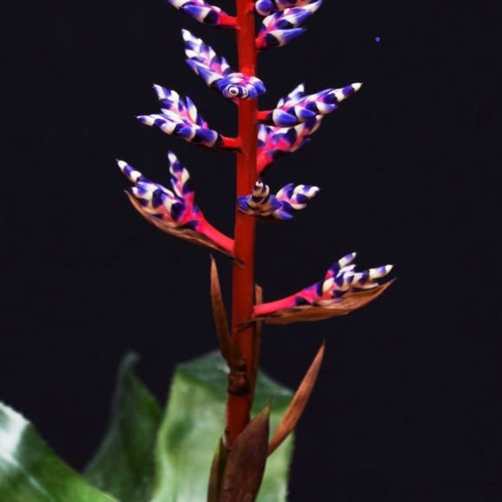 purple and red bromeliad