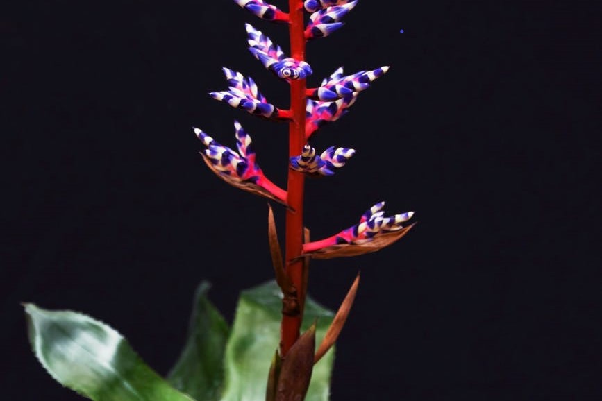 purple and red bromeliad