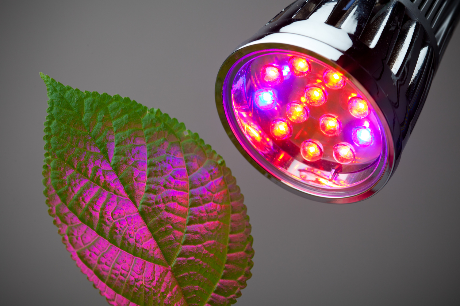 5 Best Grow Lights under 50 for Your Inhome Greenhouse 21Oak