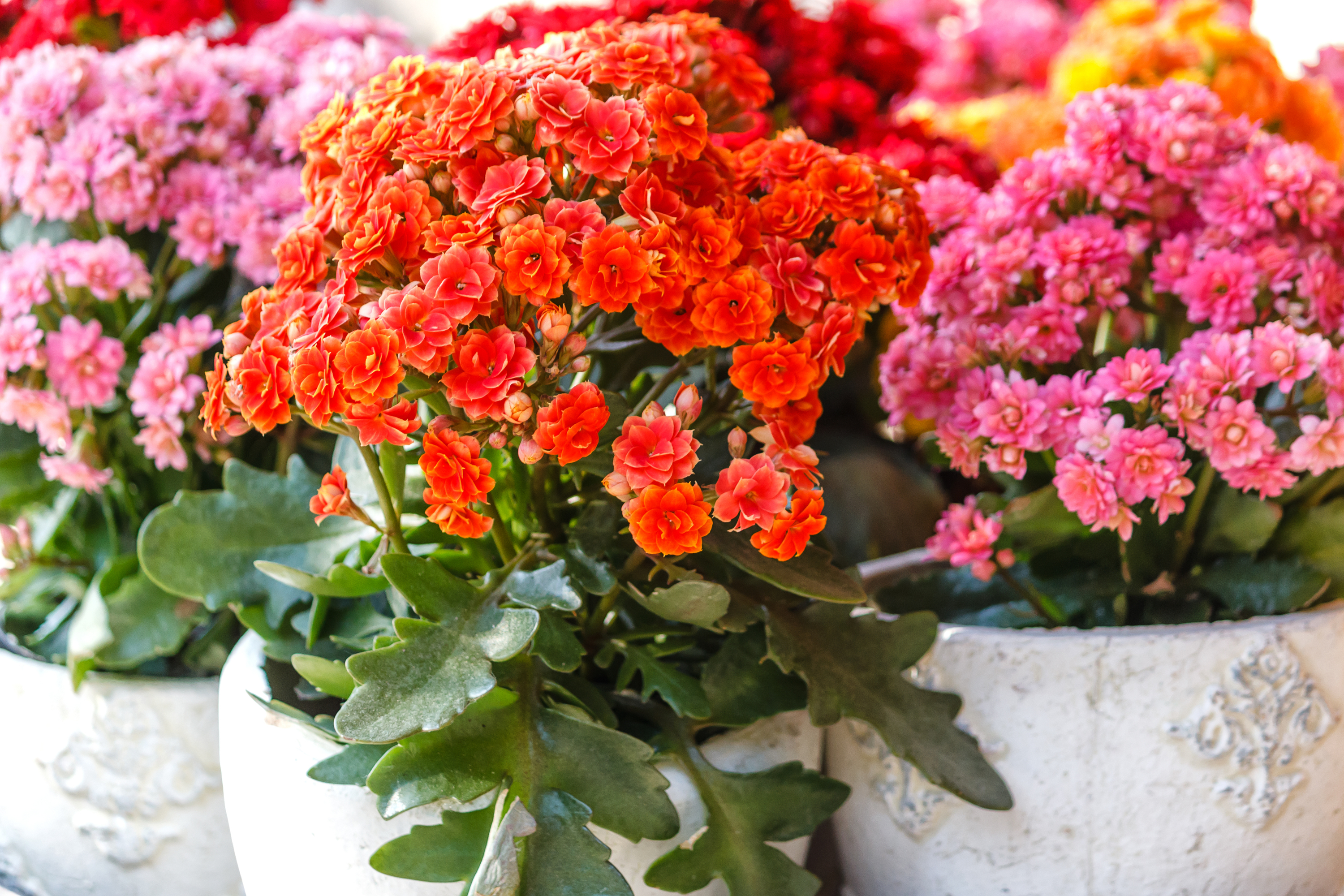 Colorful kalanchoe plants in white pots