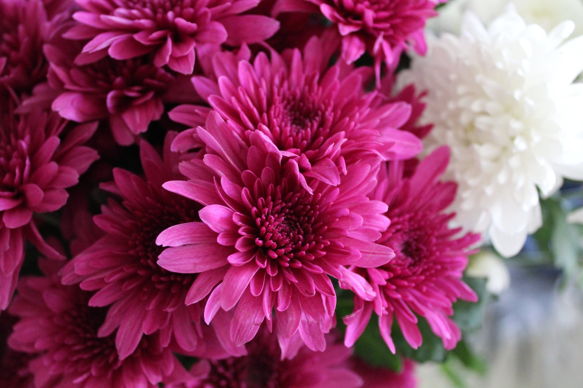 pink and white chrysanthemums