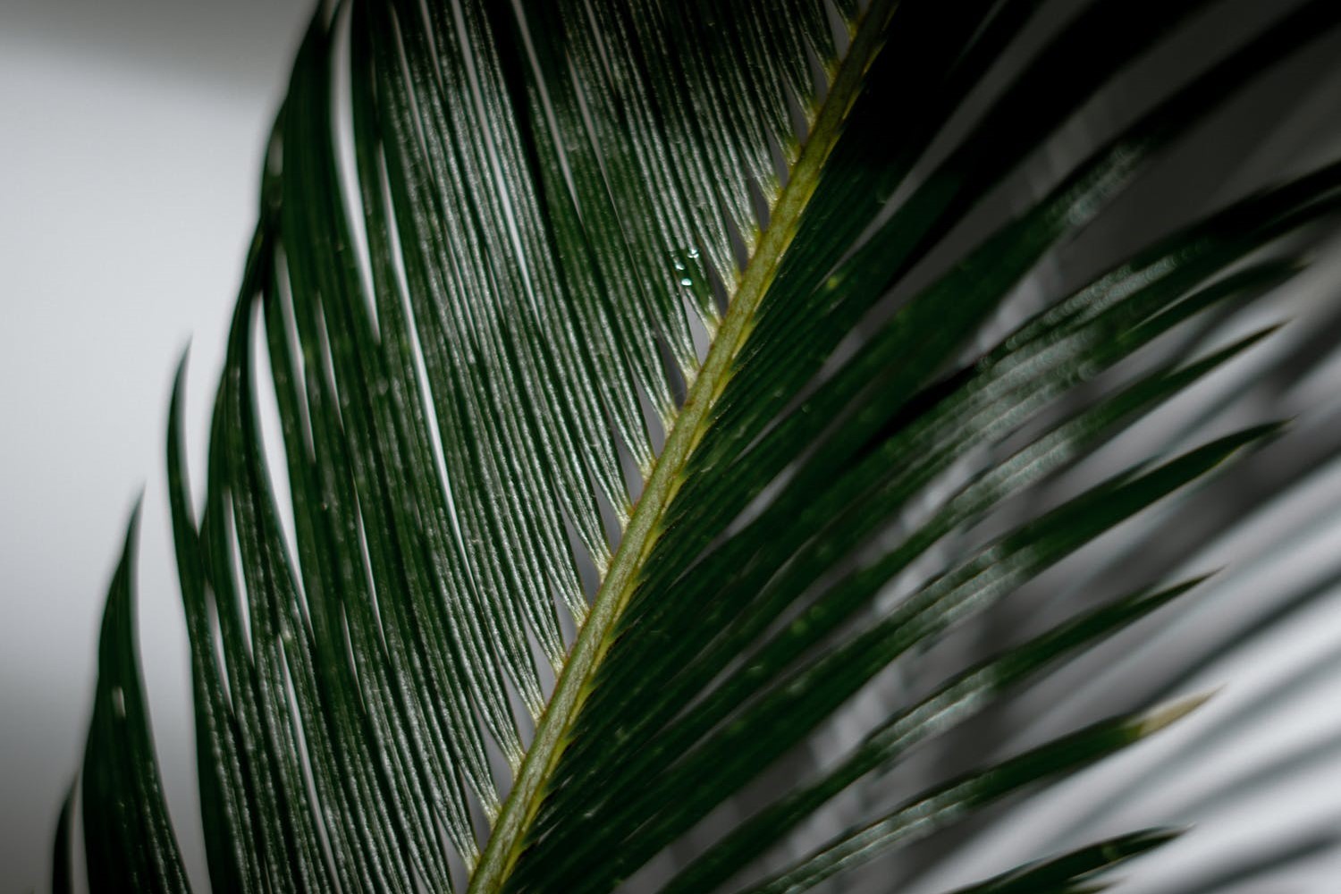 Majesty Palm – Indoor Care and Maintenance Tips | 21Oak