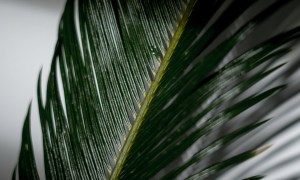 palm leaf