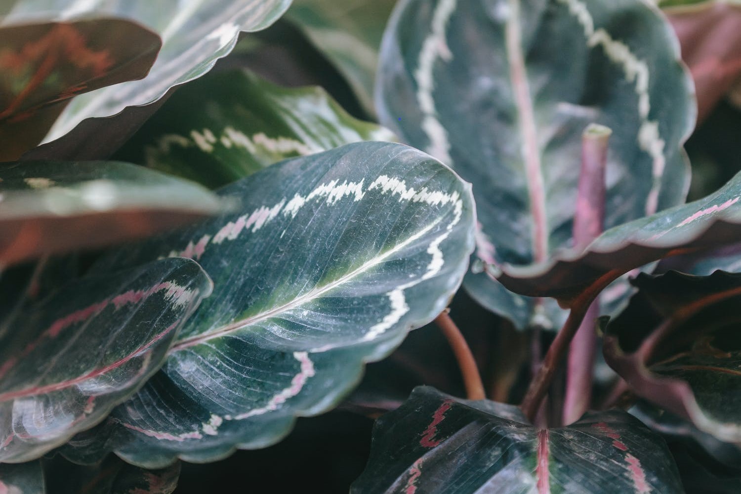 prayer plant leaves up close