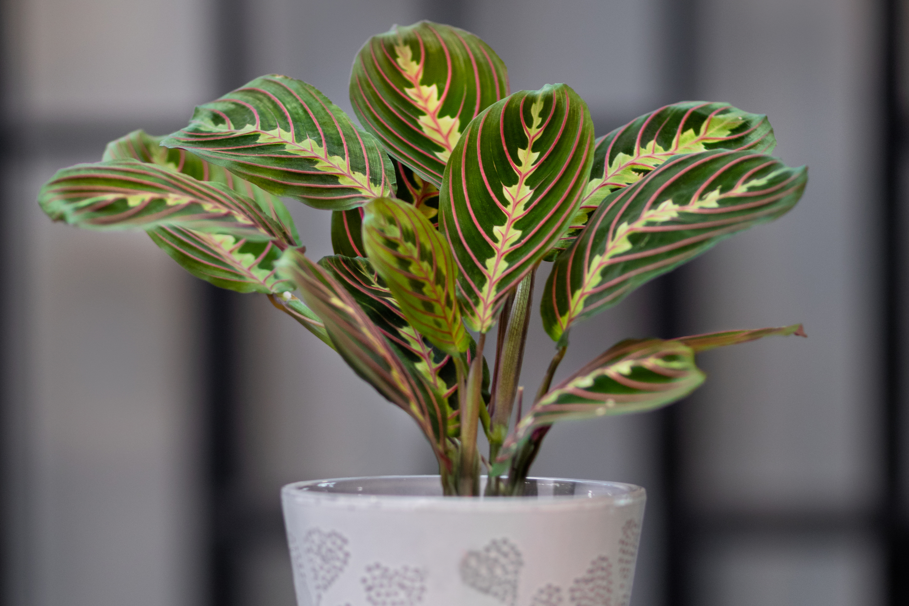 Healthy prayer plant with upright leaves