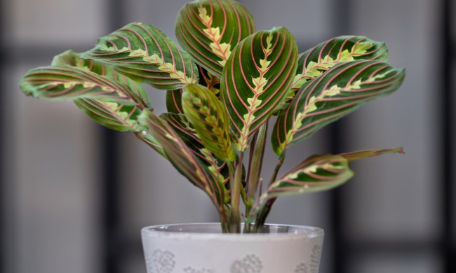 side view of prayer plant in white planter