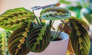 how to grow prayer plant