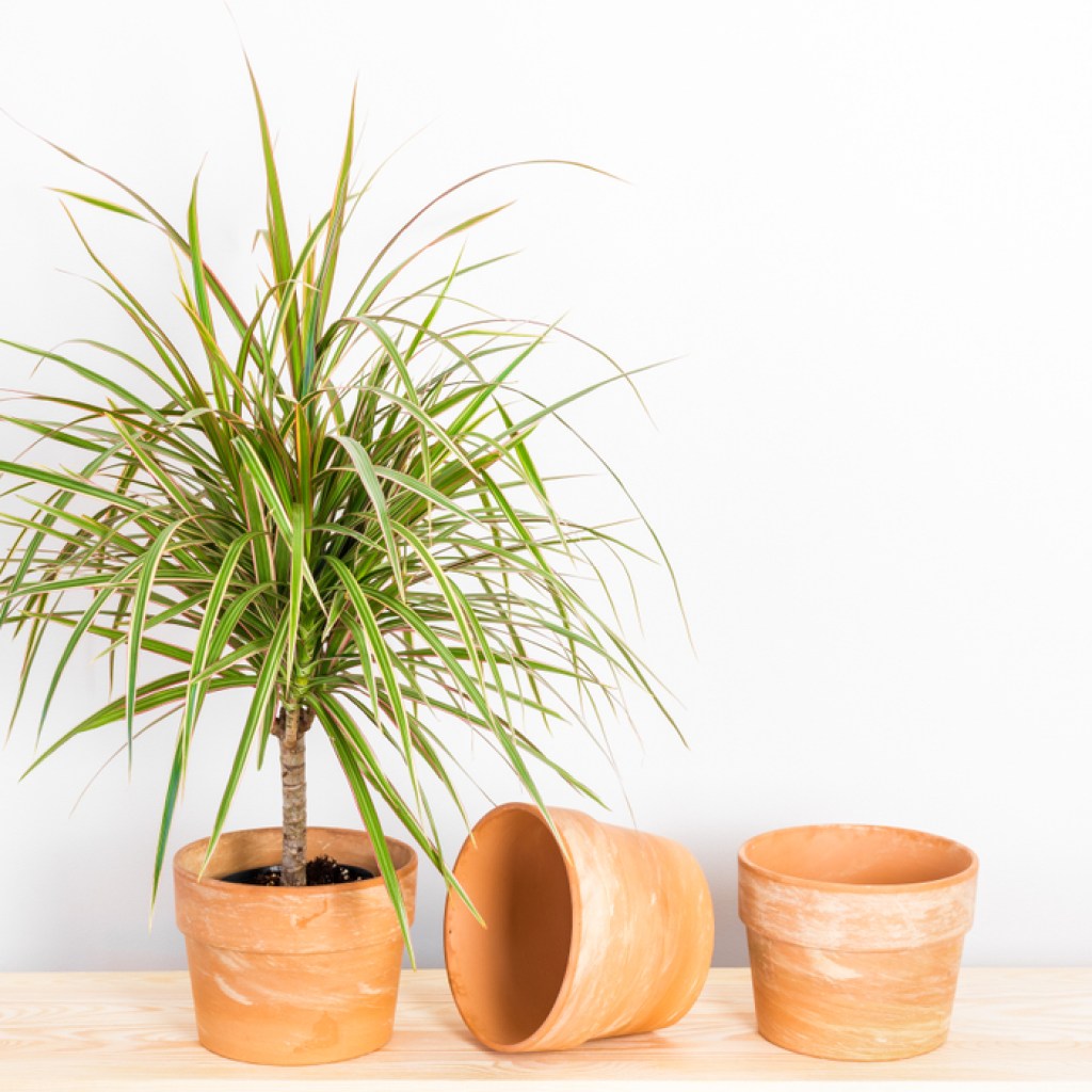 Dragon tree with terracotta pots against white wall
