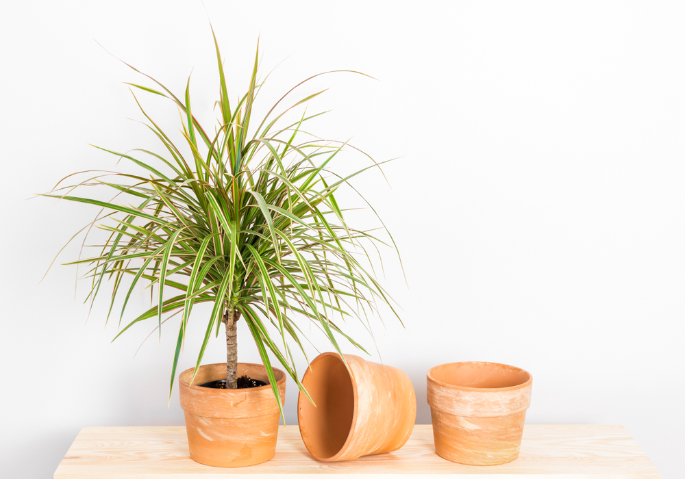Dragon tree with terracotta pots against white wall