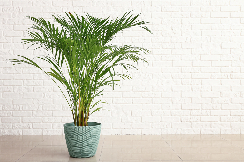 Decorative areca palm