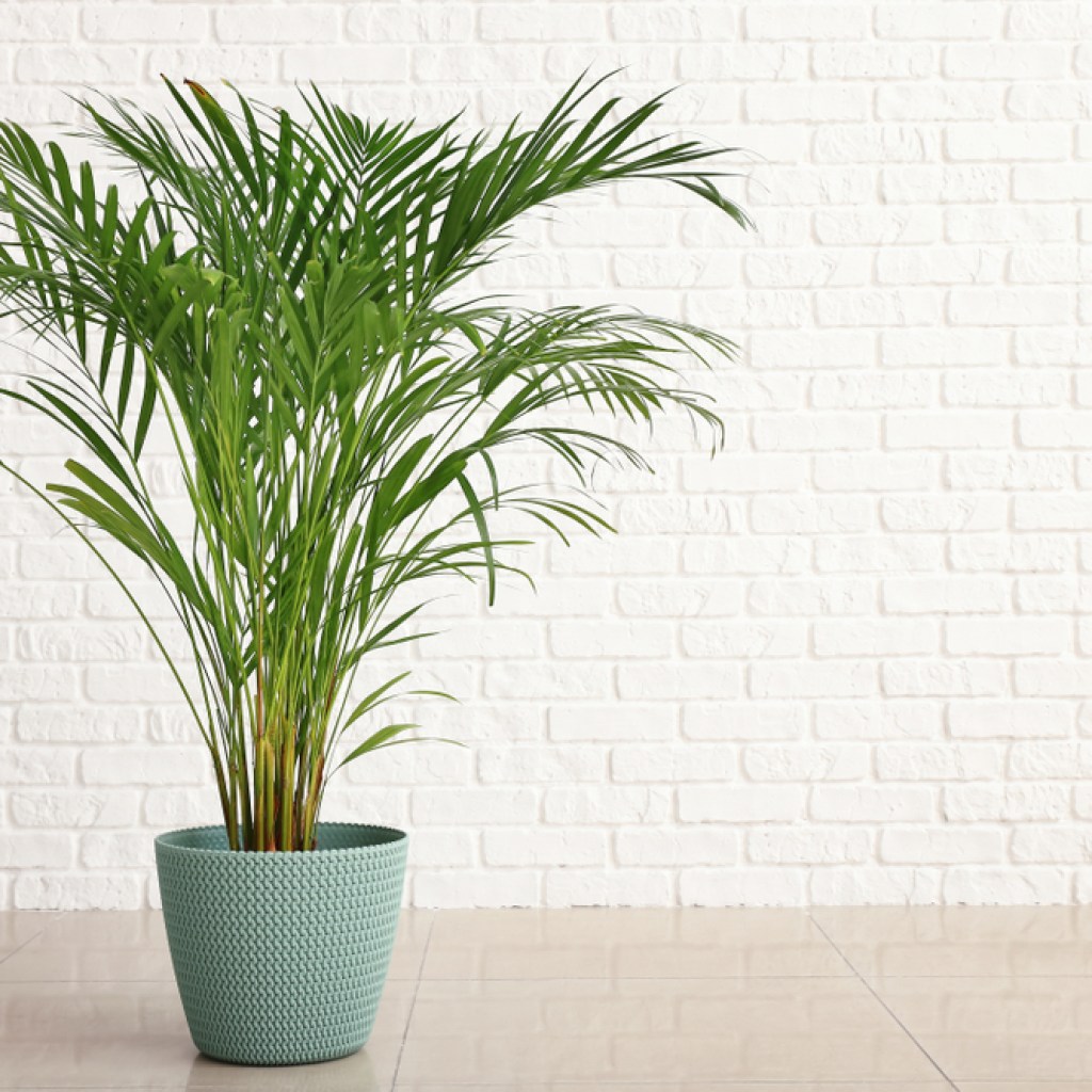 Decorative areca palm