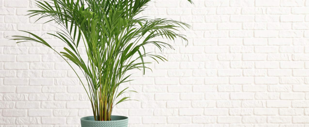 how to grow areca palm decorative near white brick wall
