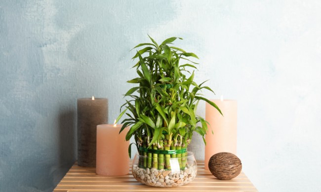 Lucky bamboo plant on a wooden table
