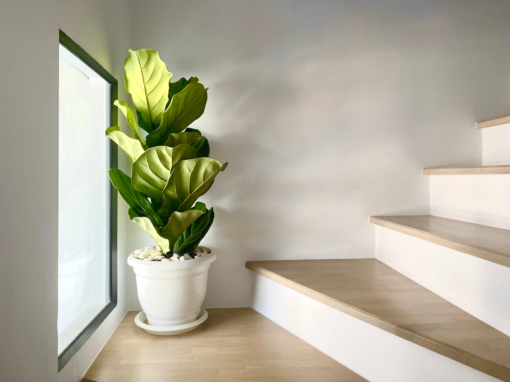 Fiddle leaf fig plant on beige steps
