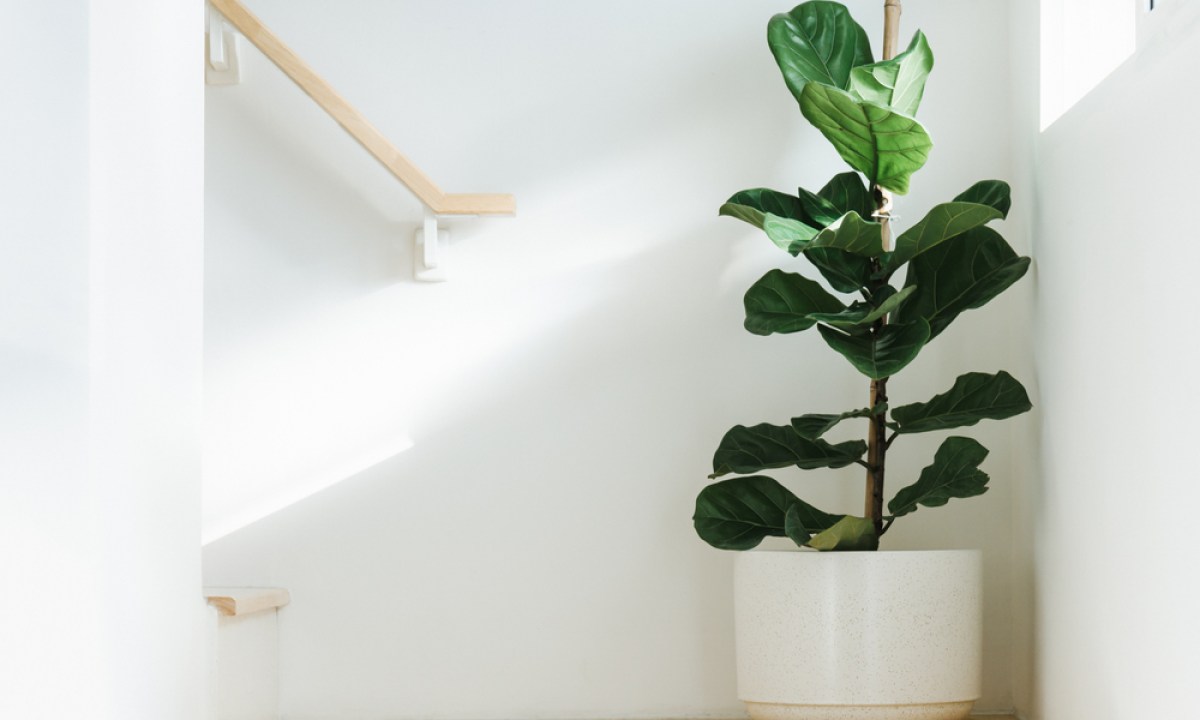 Fiddle-leaf fig plant against a white wall