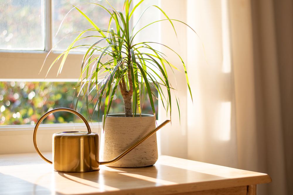 Dragon tree on a windowsill with copper watering can