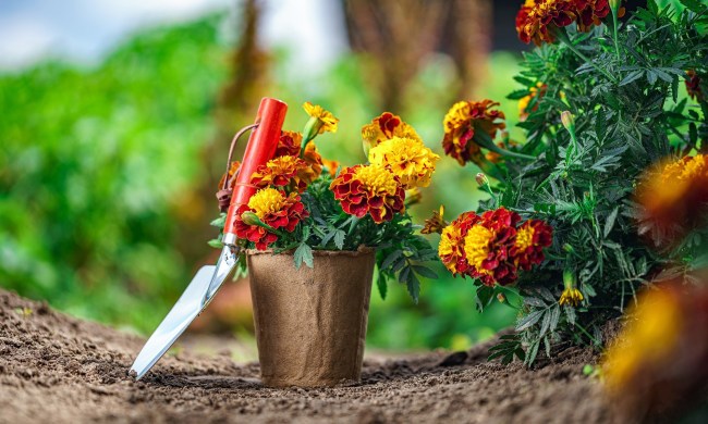 Potted flowers and gardening spade.