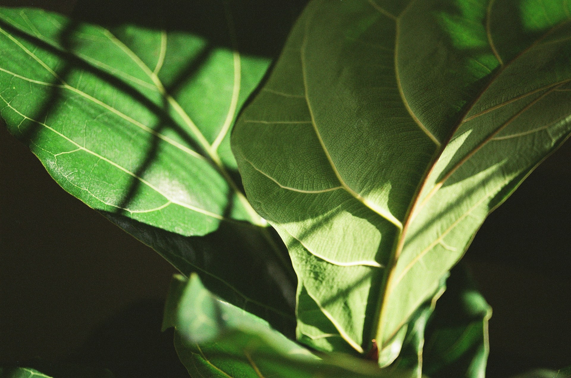 closeup of fiddle leaf fig plant leaves in sunlight