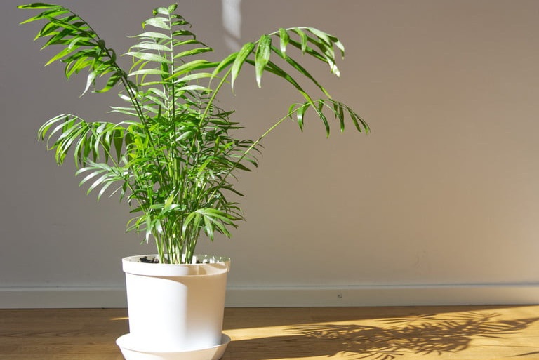 White pot on the floor containing a parlor palm in direct sunlight