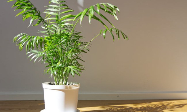 how to grow parlor palm indoors in a pot