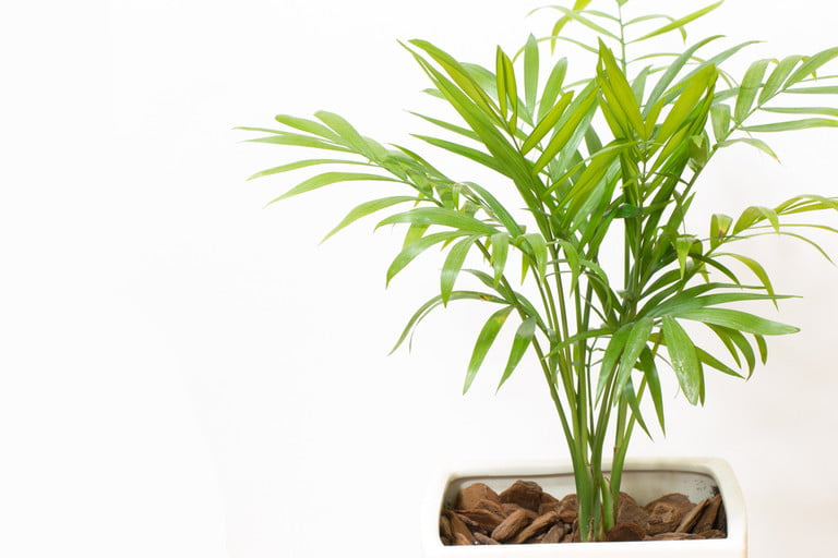 Green parlor palm leaves with brown rocks covering the pot's soil