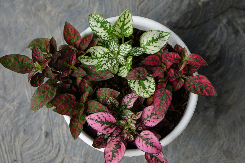 Top view of a polka dot plant