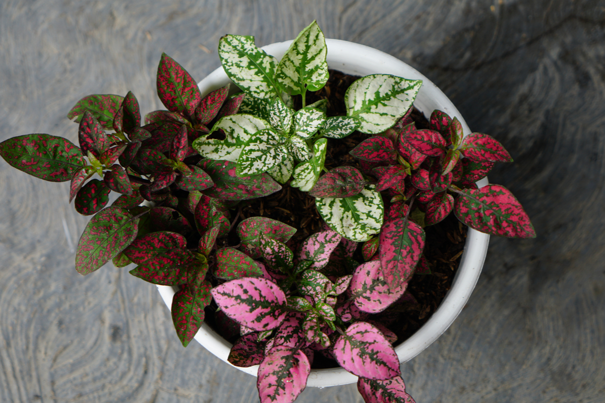 to Care for Your Polka Dot Plant Indoors so it Thrives |