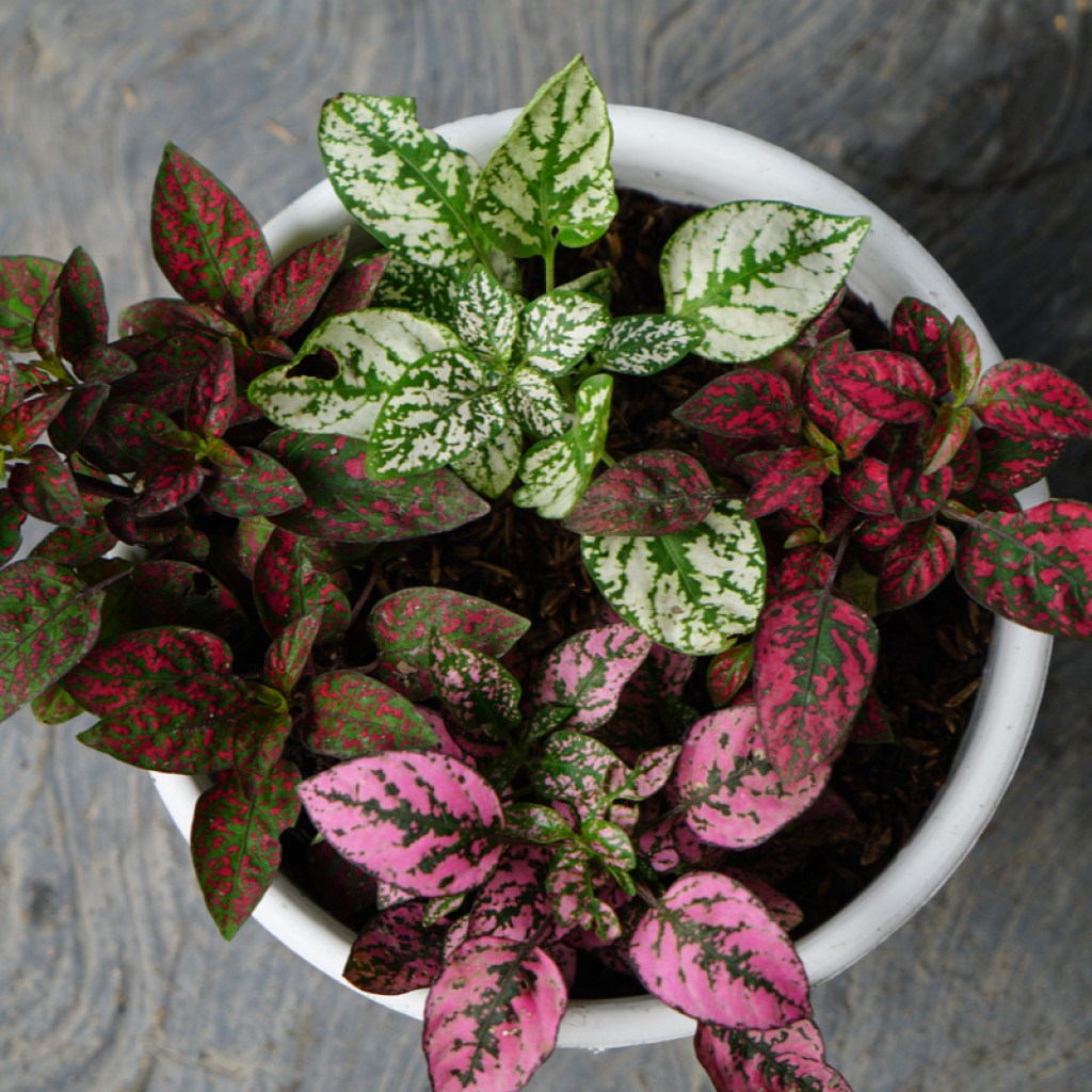 Top view of a polka dot plant