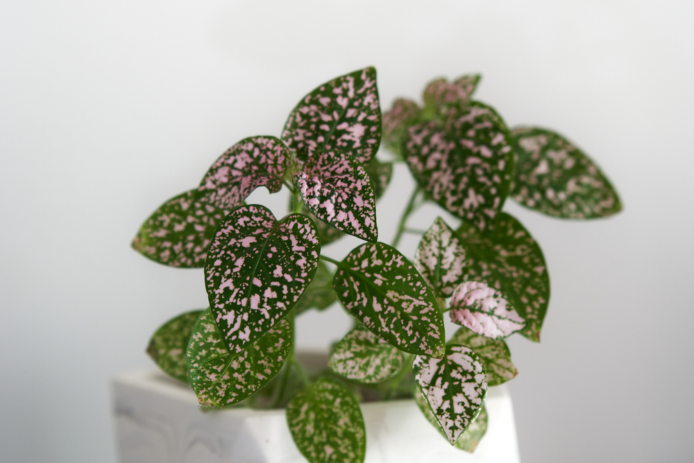 Polka dot plant, also known as Hypoestes phyllostachya, has green leaves with a little bit of pink