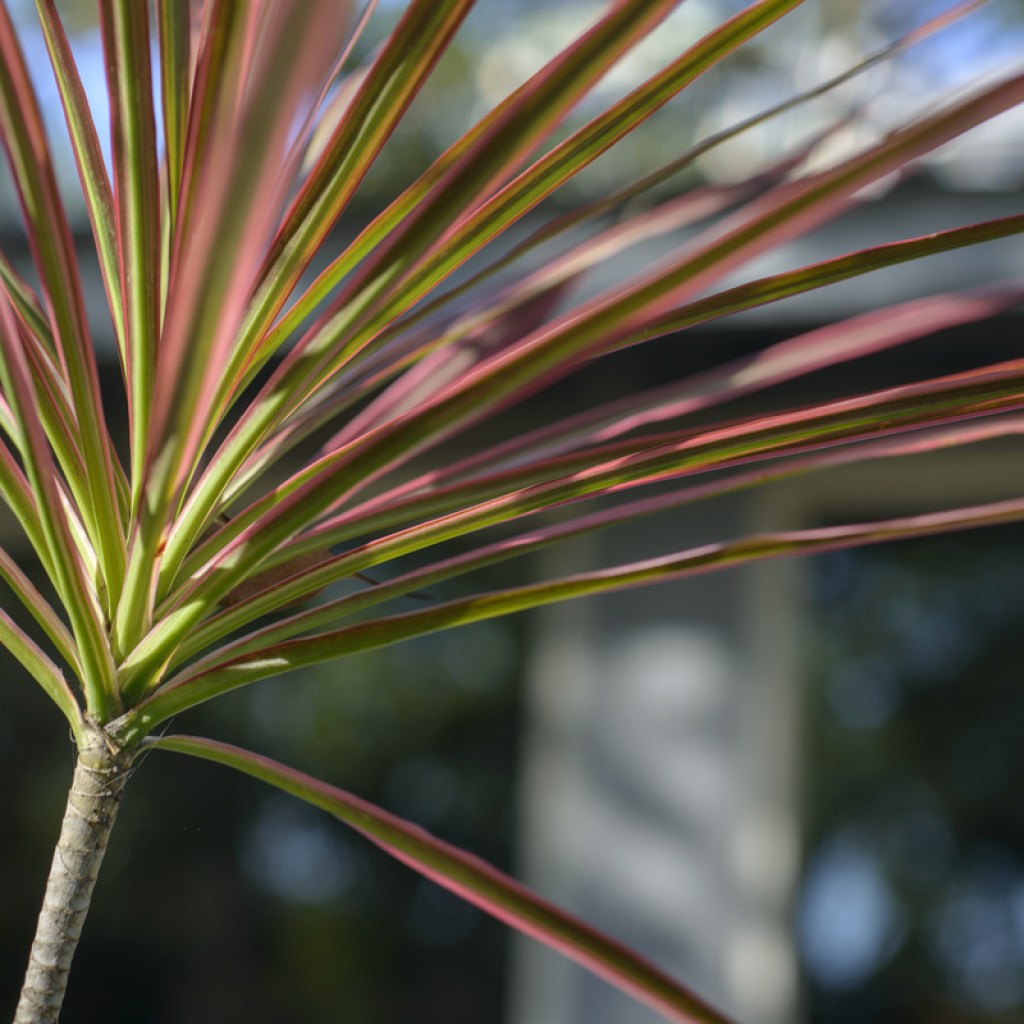 Close-up of dragon tree branches