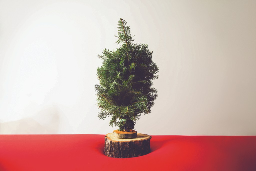 Tiny real christmas tree.