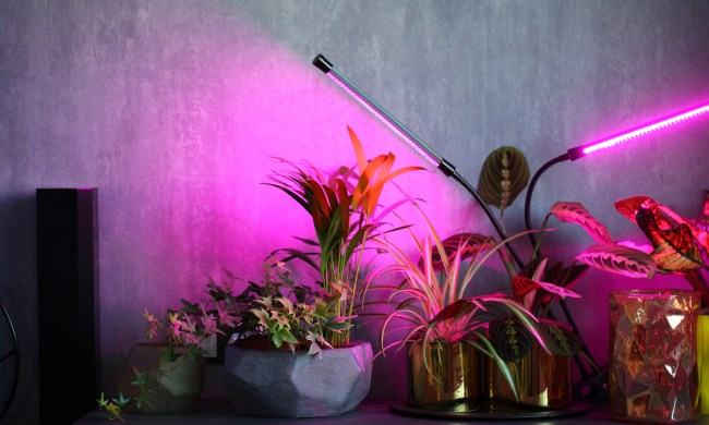 how to choose the best indoor lighting for plants shutterstock 1693000201