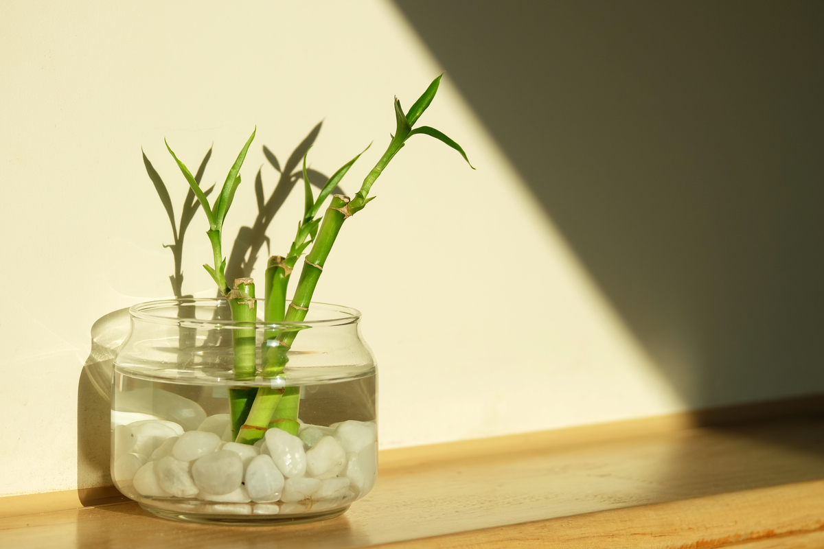  How to propagate lucky bamboo in 5 easy steps so you dont have to buy it