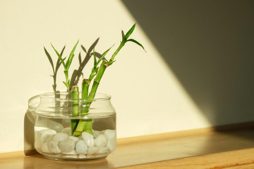 Lucky bamboo in small pot on wooden table.