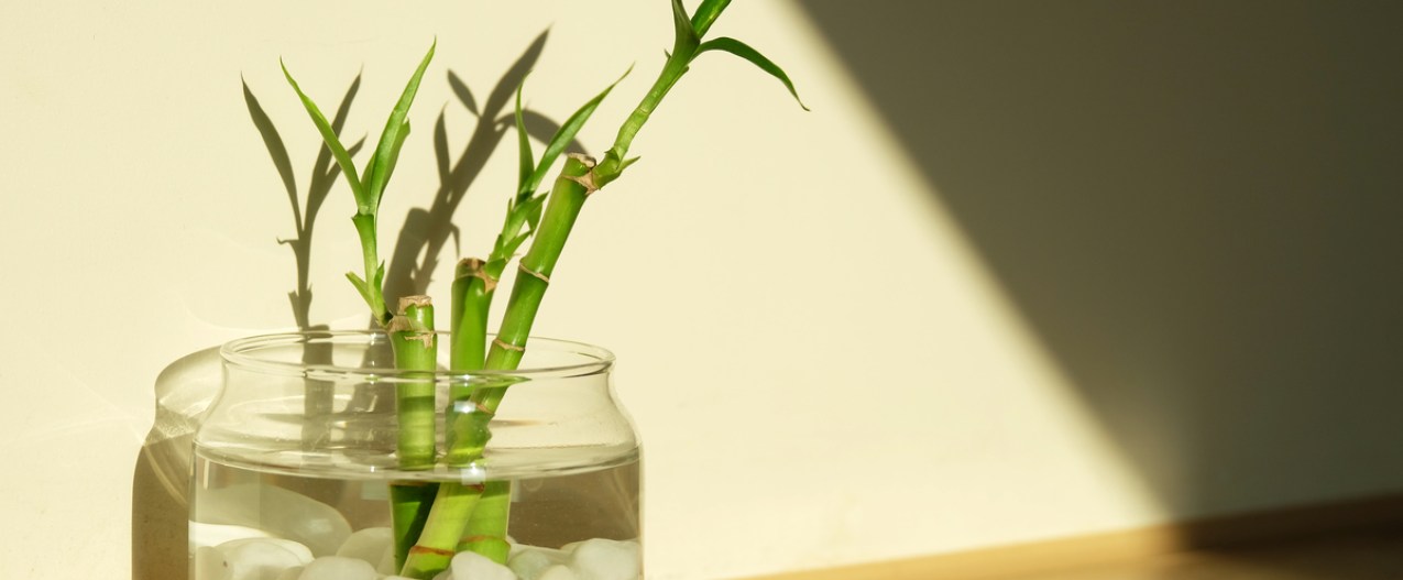 Lucky bamboo in small pot on wooden table.