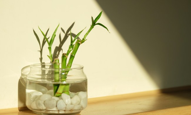 Lucky bamboo in small pot on wooden table.
