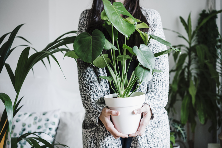 Woman in a comfy sweater holding a large plant with other plants surrounding her