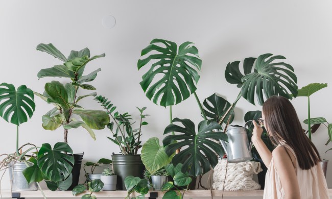 Taking care of plants in a home