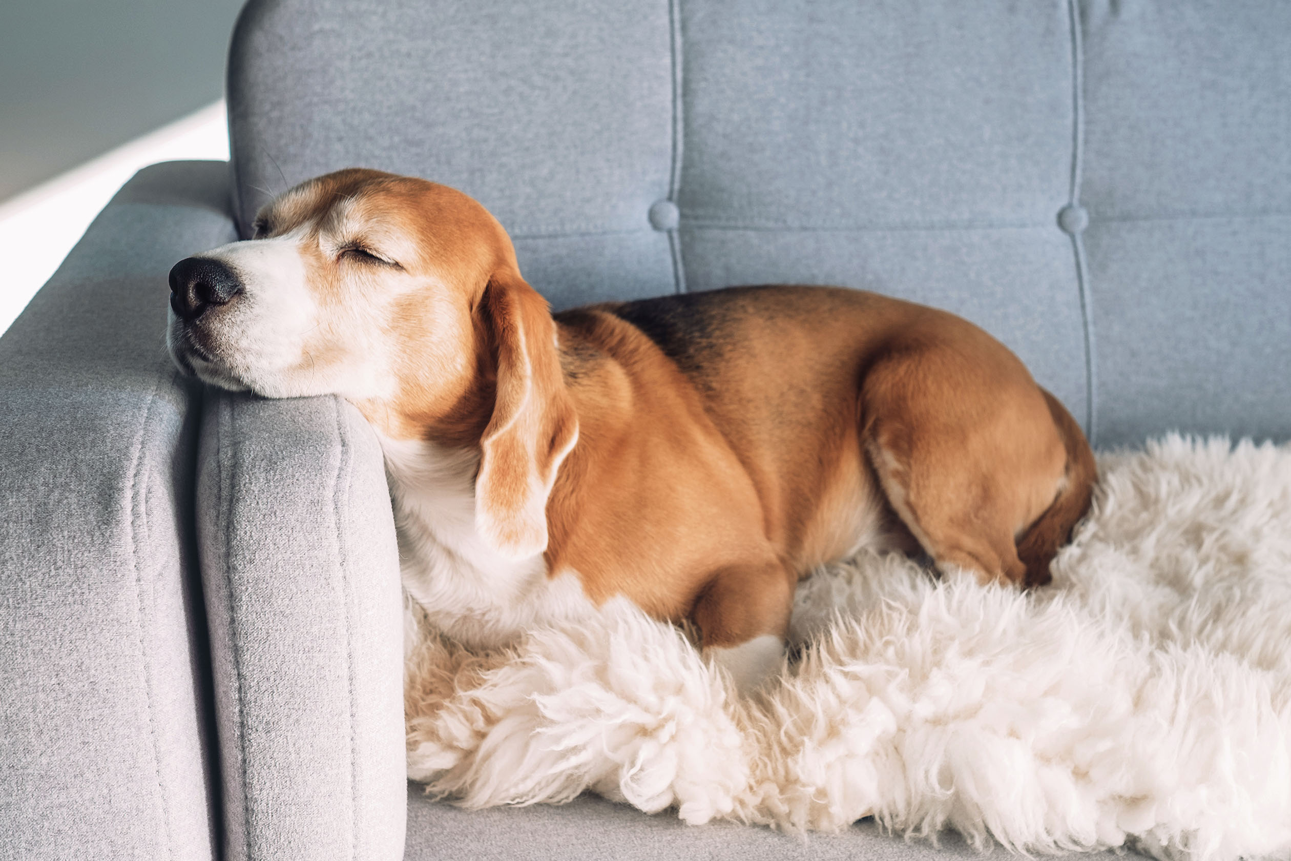 Beagle puppy sleeping on a couch