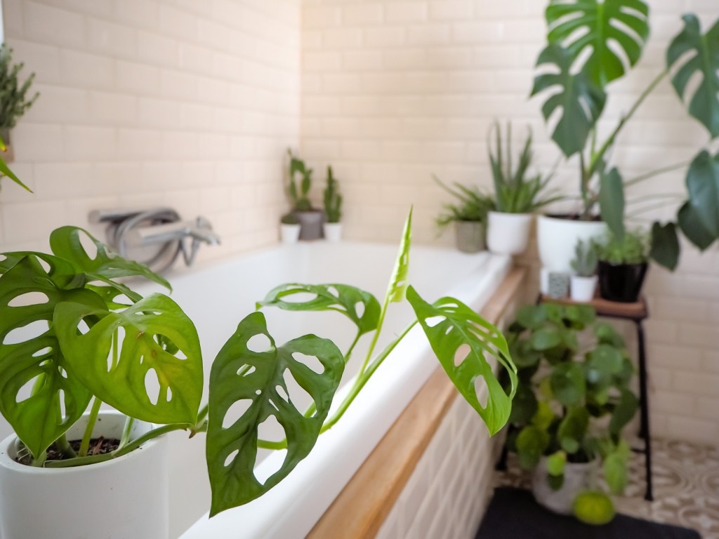 Plants in a bathroom