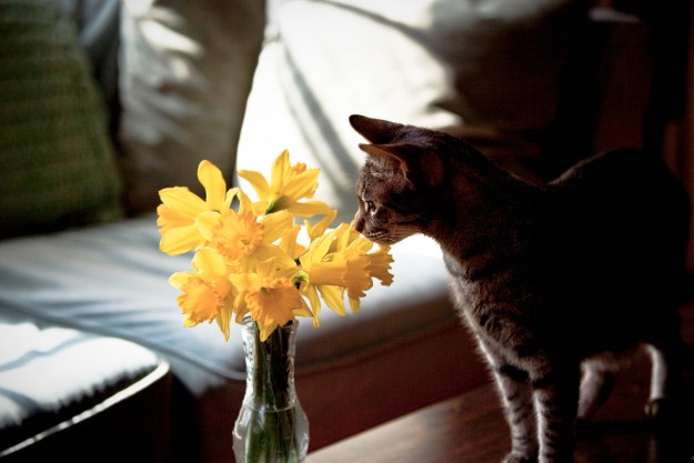 Cat sniffing daffodils on coffee table.