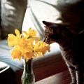 Cat sniffing daffodils on coffee table.