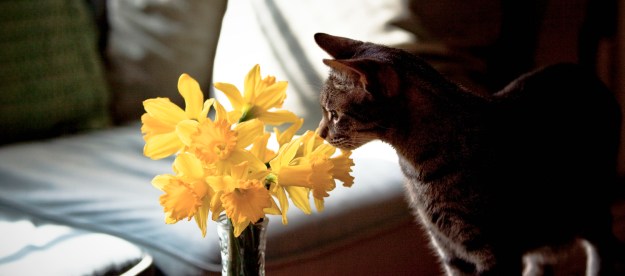 Cat sniffing daffodils on coffee table.