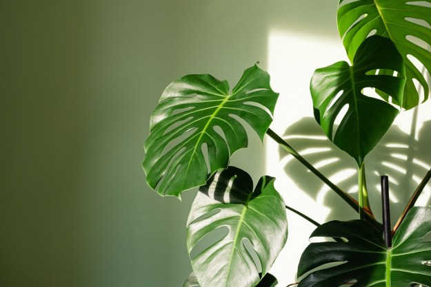 Green wall color with plant nearby