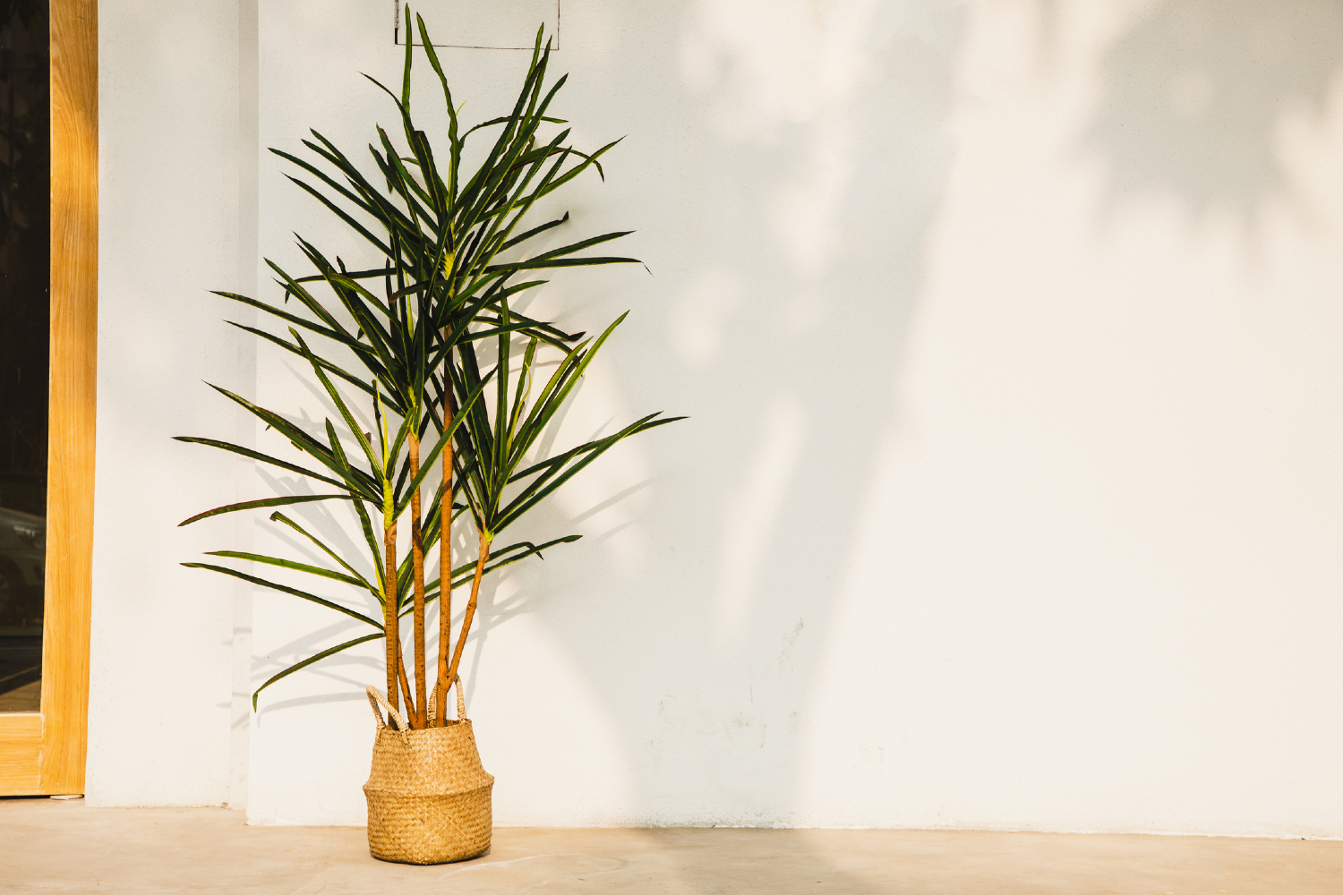  How to grow bamboo like a pro indoors and outdoors