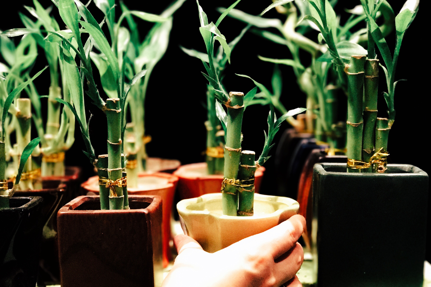 Several potted bamboo plants in pots.